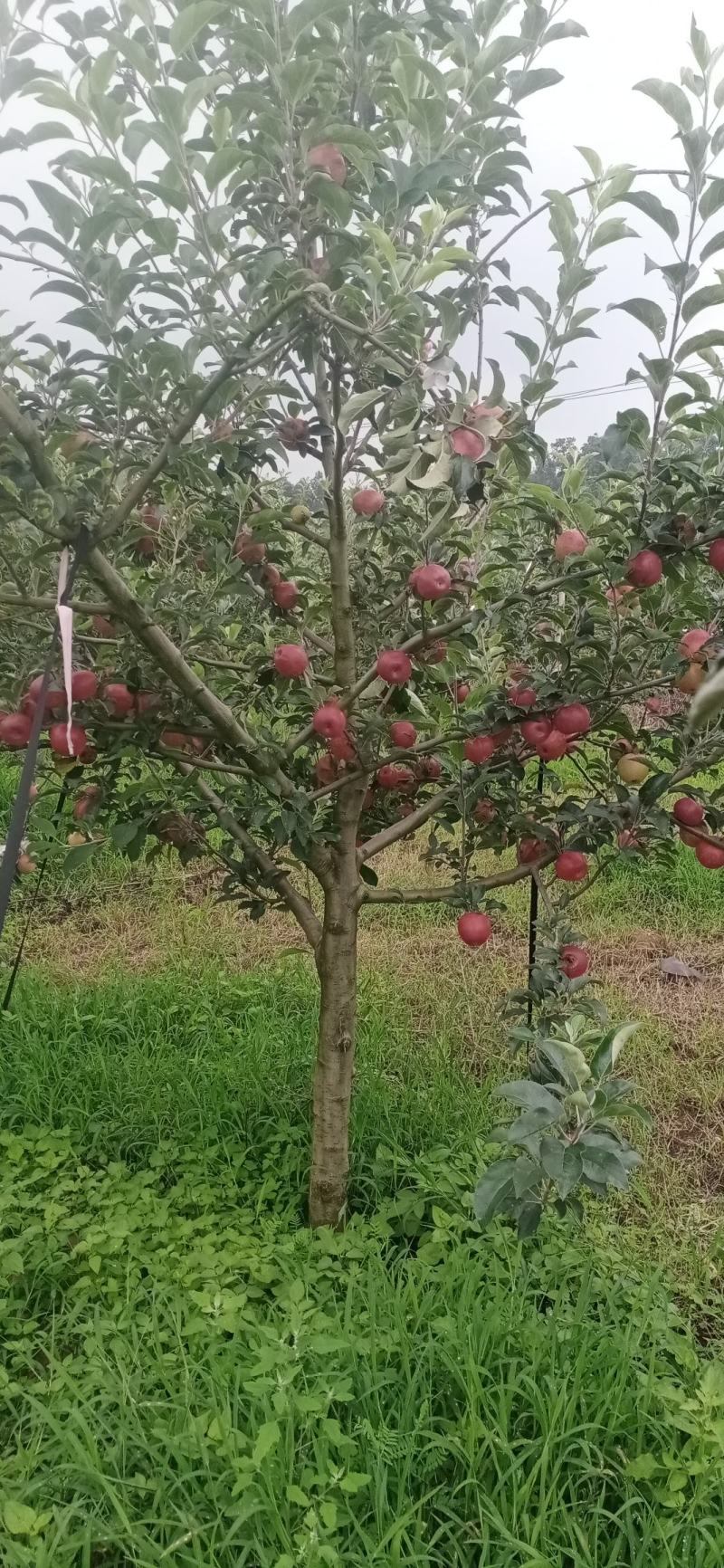 泸西红露苹果