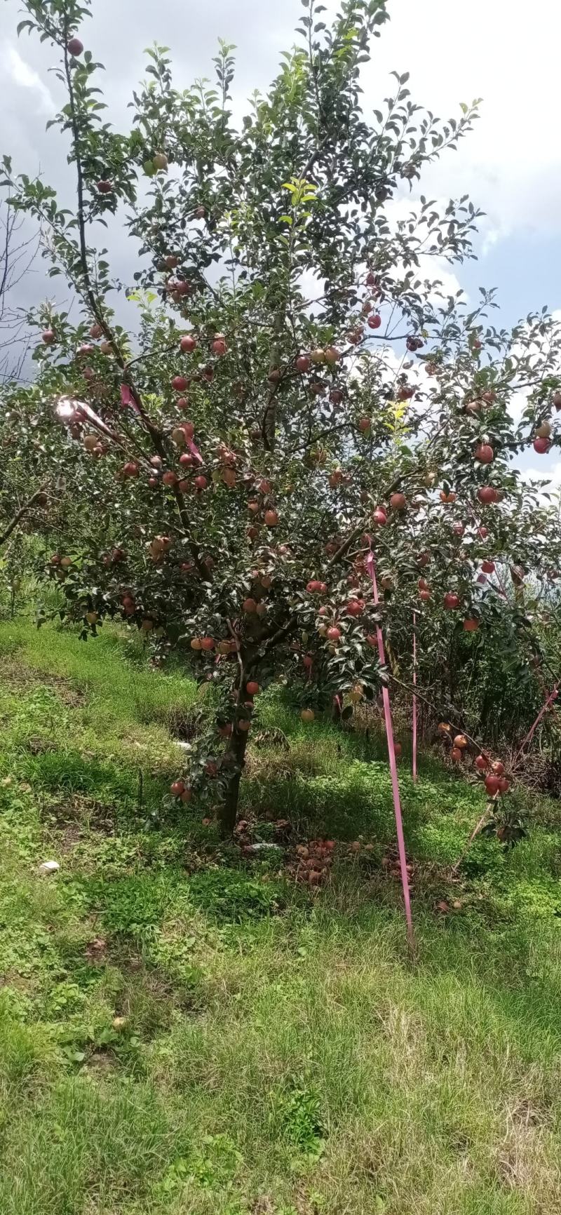 泸西红露苹果