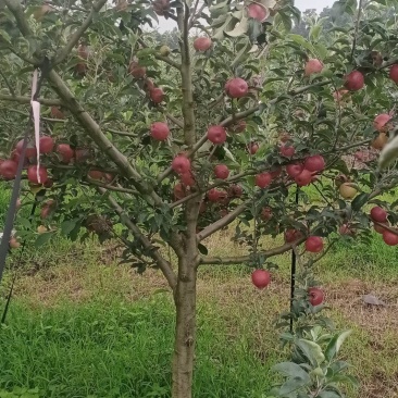 泸西红露苹果