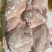四号肉
