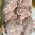 四号肉