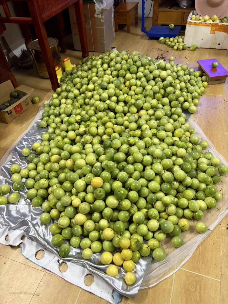 黄金百香果钦蜜九号
