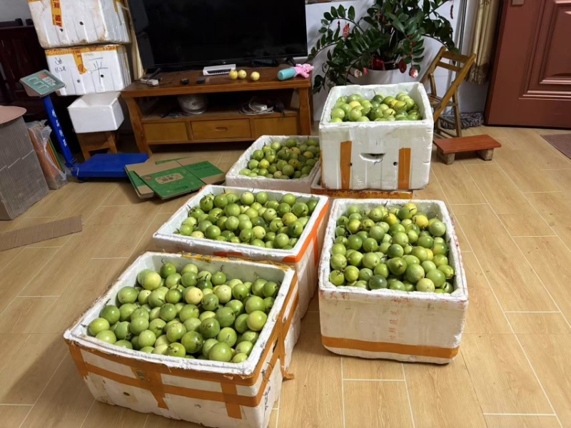 黄金百香果钦蜜九号