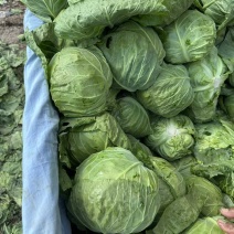 河北张家口甘蓝大量接单产地直发量大从优欢迎来电