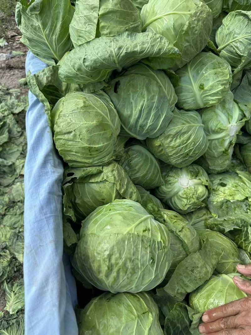 河北张家口甘蓝大量接单产地直发量大从优欢迎来电