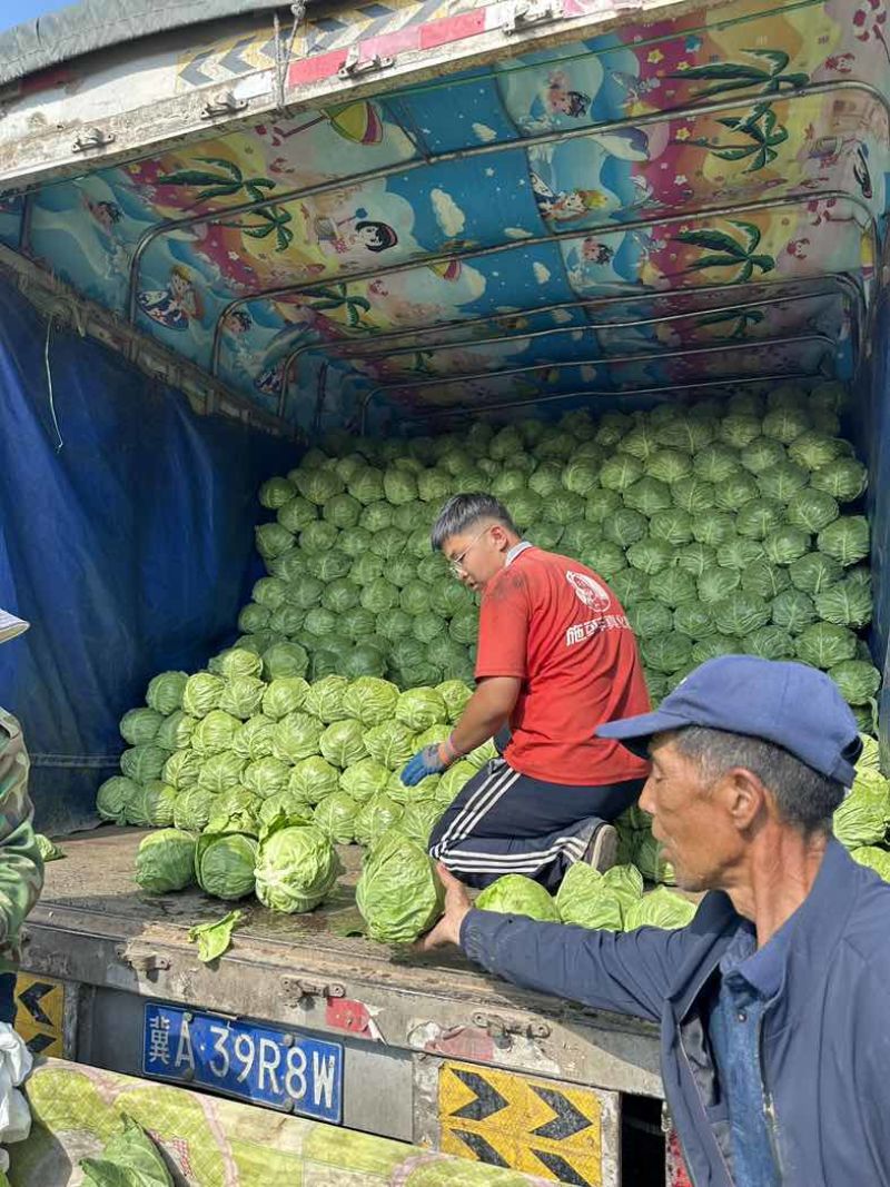 河北张家口甘蓝大量接单产地直发量大从优欢迎来电