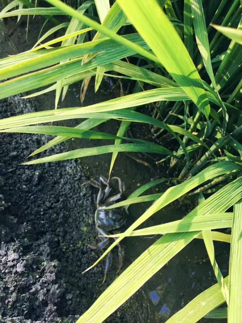 盘锦河蟹稻田蟹辽蟹六月黄超市团购毛蟹各种规格供应