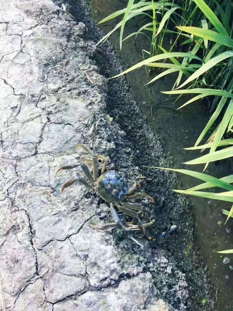 盘锦河蟹稻田蟹辽蟹六月黄超市团购毛蟹各种规格供应