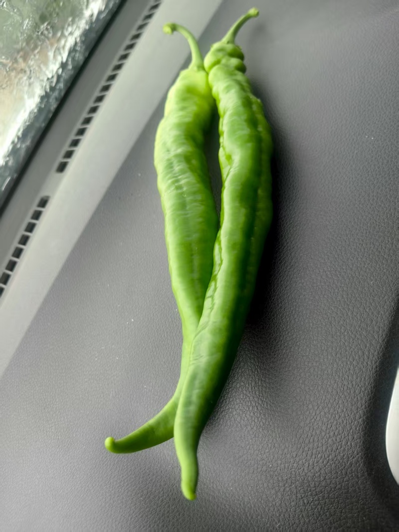 大青椒