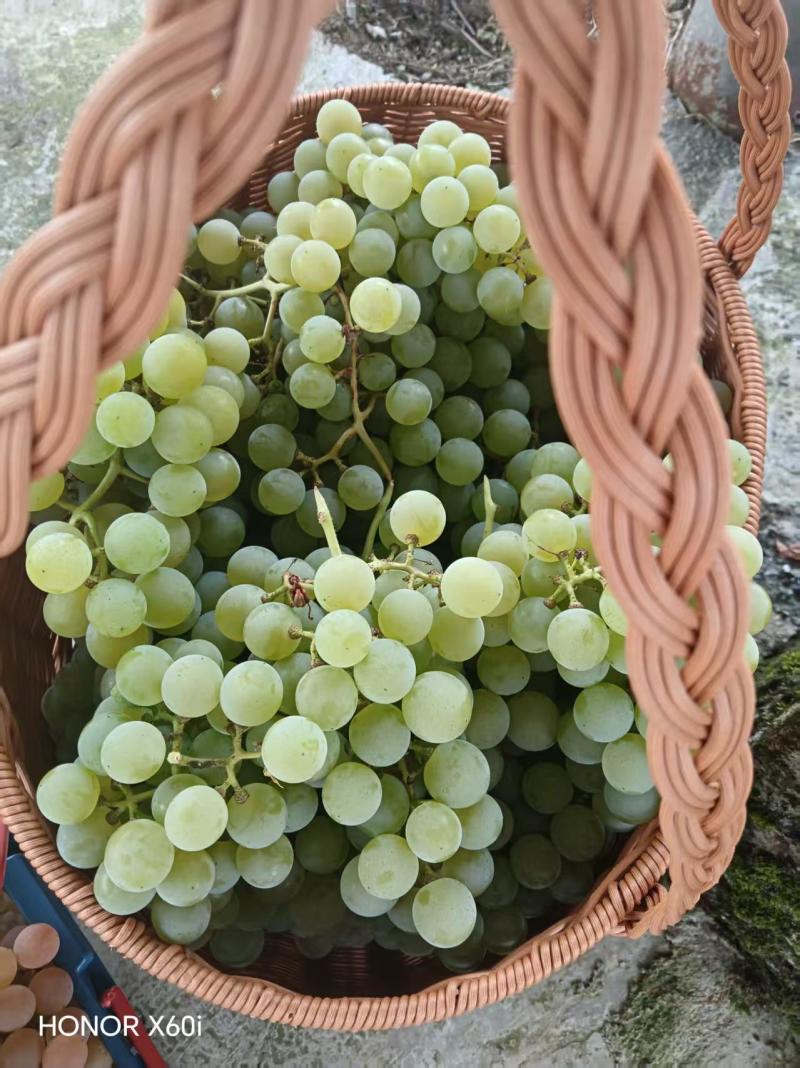 贵州遵义水晶葡萄