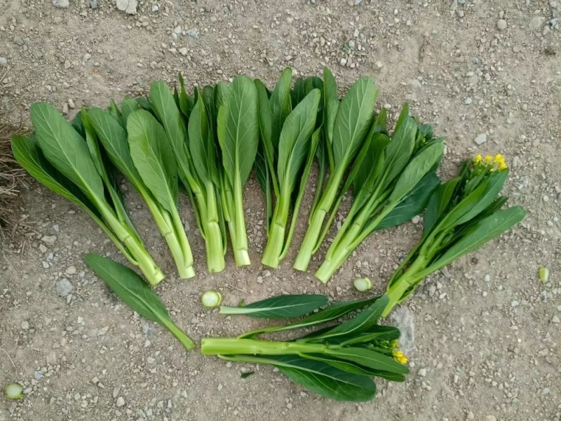 澳洲油青甜脆菜心杂交种子绿菜心种孑纤维少抗病菜苔种子