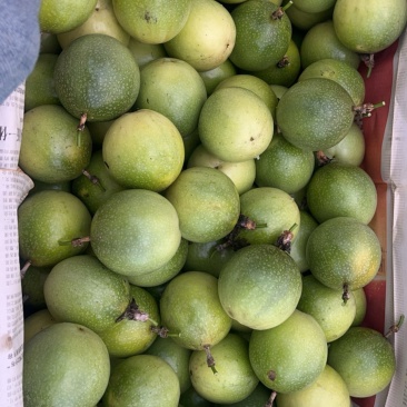 钦蜜9号百香果工厂货大量供应