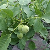 青皮核桃大量有货