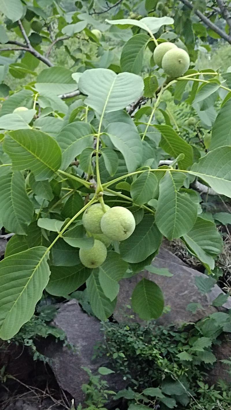 青皮核桃大量有货