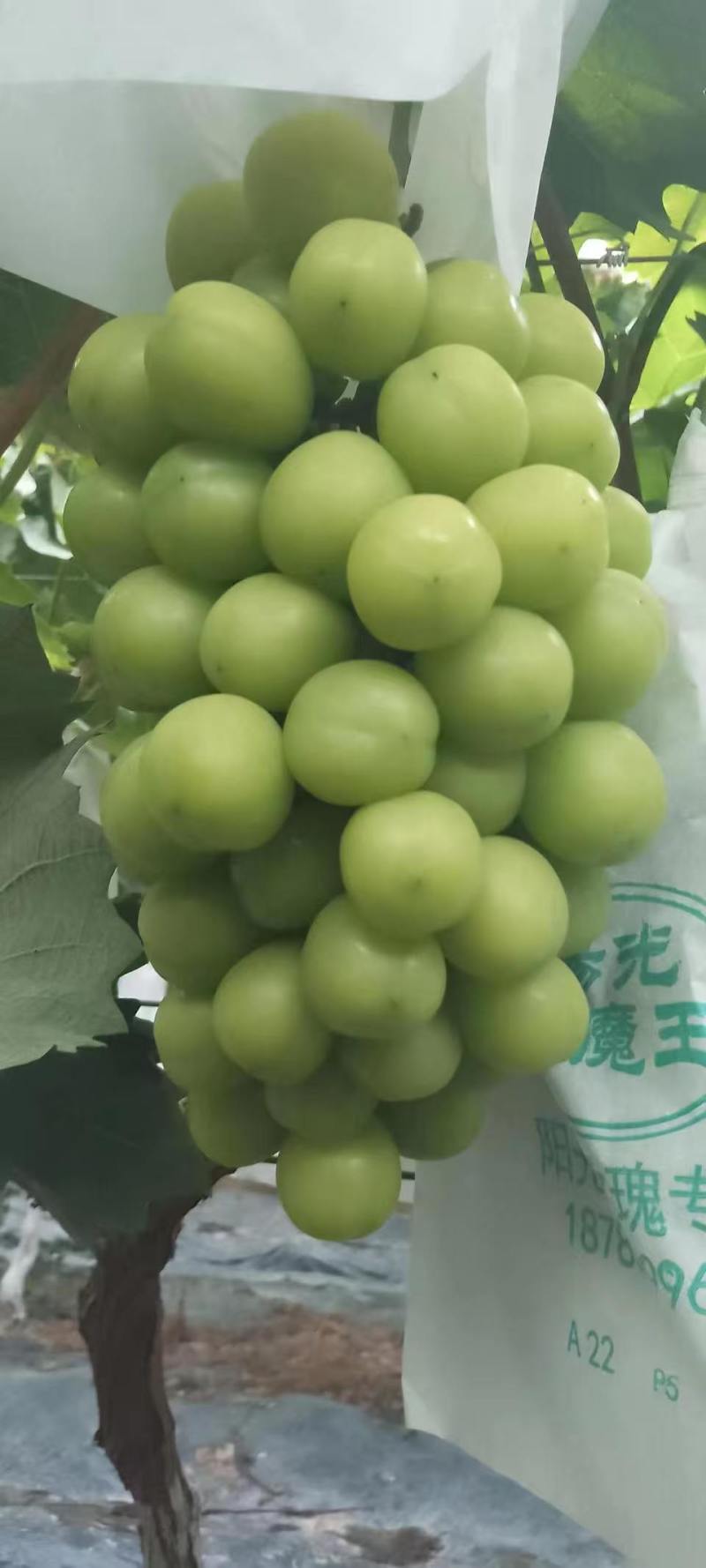 1推荐山东金乡阳光玫瑰甜度高颗粒大产地直供量大从优