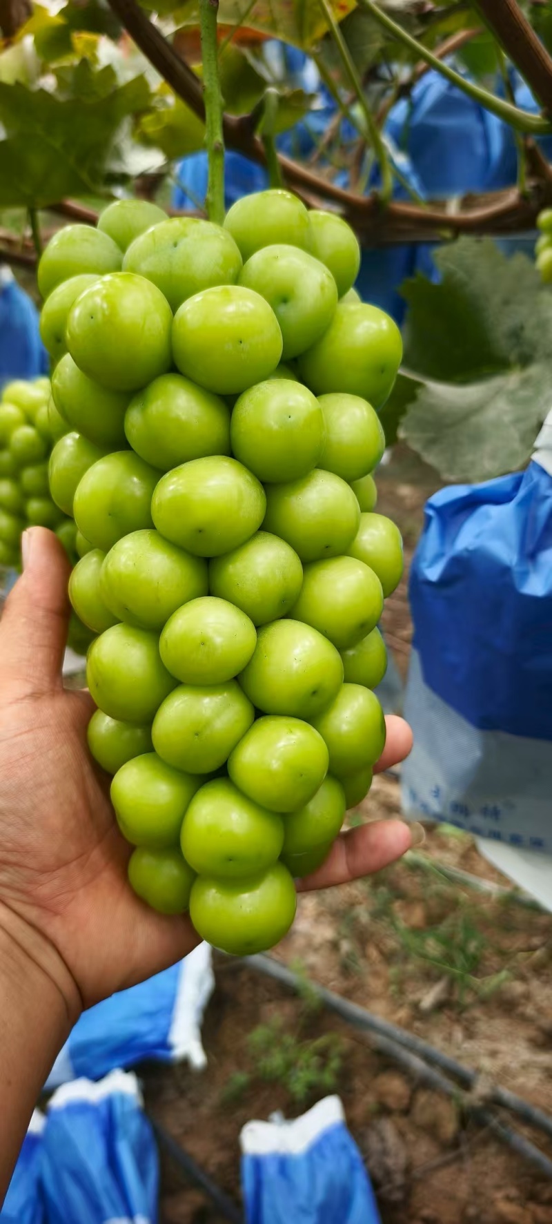 1推荐山东金乡阳光玫瑰甜度高颗粒大产地直供量大从优
