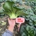 矮脚苏州青新鲜青梗菜叶菜让软糯香甜小白菜四季播蔬菜