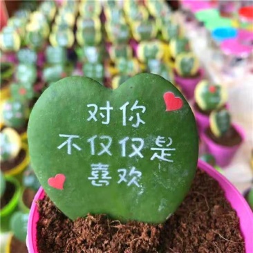 多肉植物