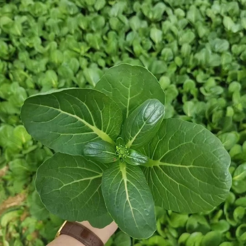 80天菜心种子油绿菜苔种子农家菜芯种籽南方蔬菜种孑