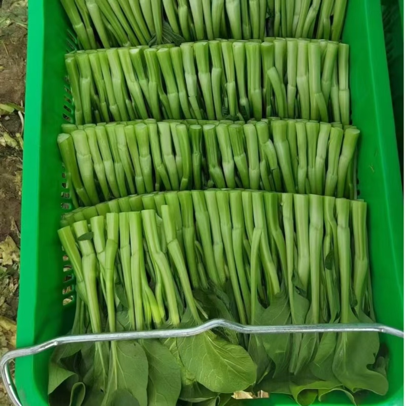 80天菜心种子油绿菜苔种子农家菜芯种籽南方蔬菜种孑