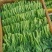 80天菜心种子油绿菜苔种子农家菜芯种籽南方蔬菜种孑