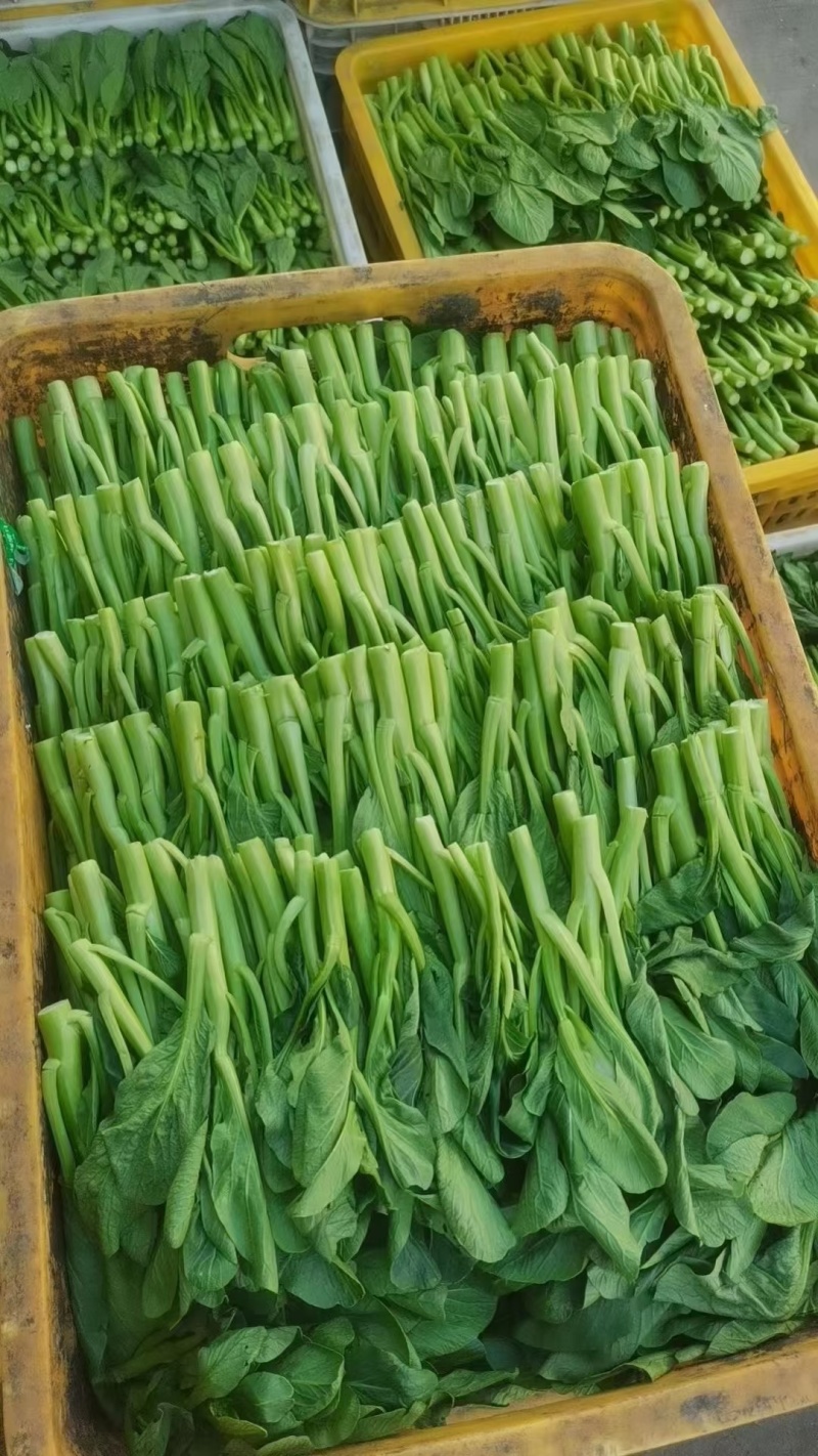 80天菜心种子油绿菜苔种子农家菜芯种籽南方蔬菜种孑