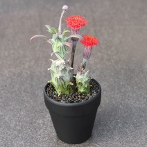 植物花舍多肉植物普西