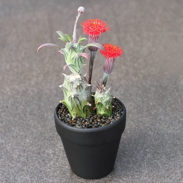 植物花舍多肉植物普西