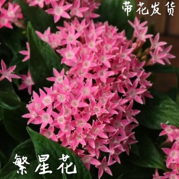 繁星花耐热五星花盆栽阳台植物庭院四季开花花卉带花净化空气包邮