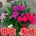 繁星花耐热五星花盆栽阳台植物庭院四季开花花卉带花净化空气包邮