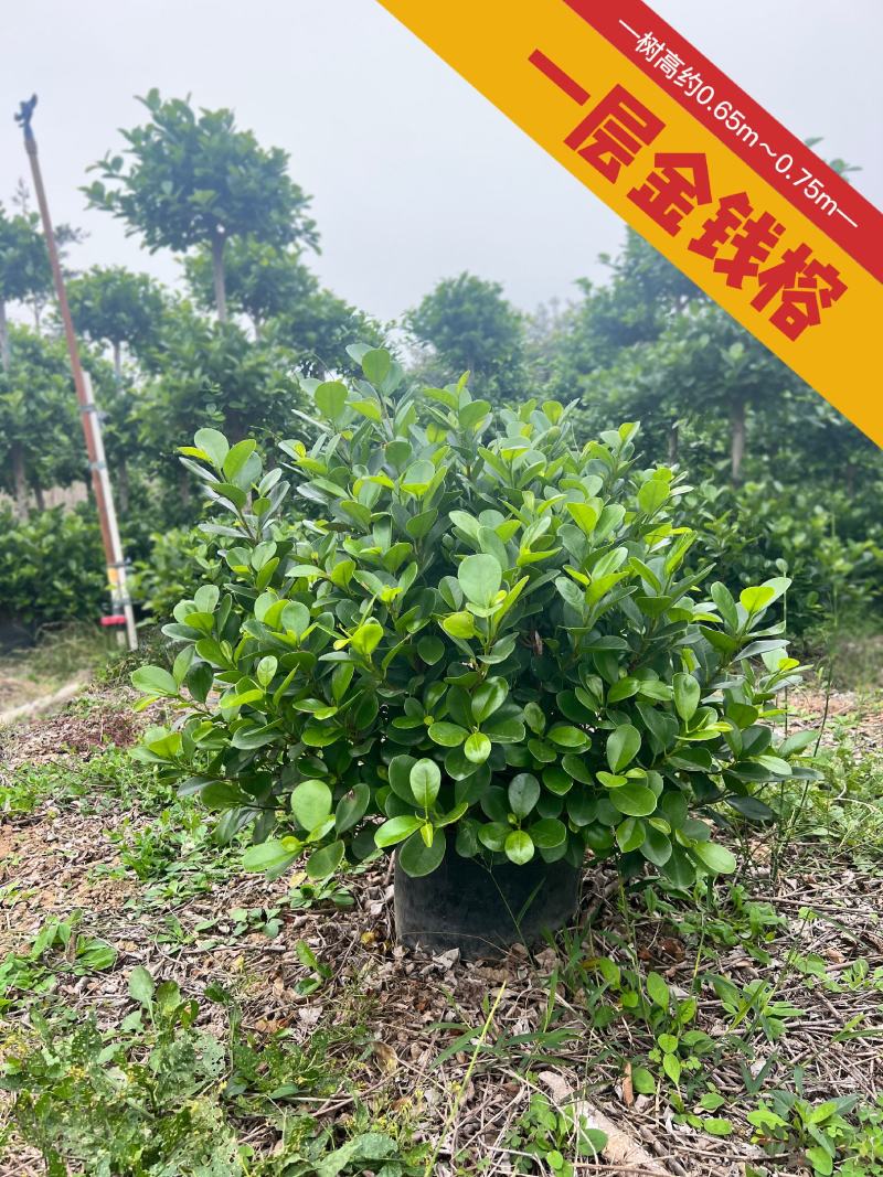 一层金钱榕火山榕