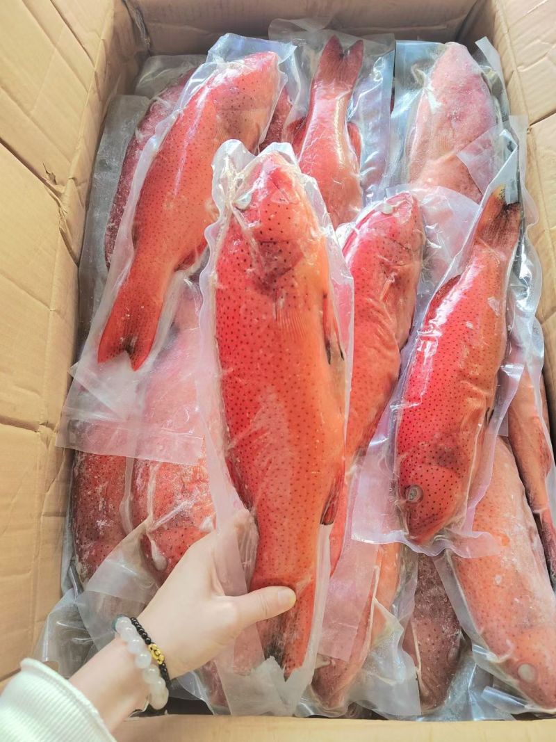 新鲜东星斑鱼鲜活冷冻深海东星斑规格齐全海鲜水产