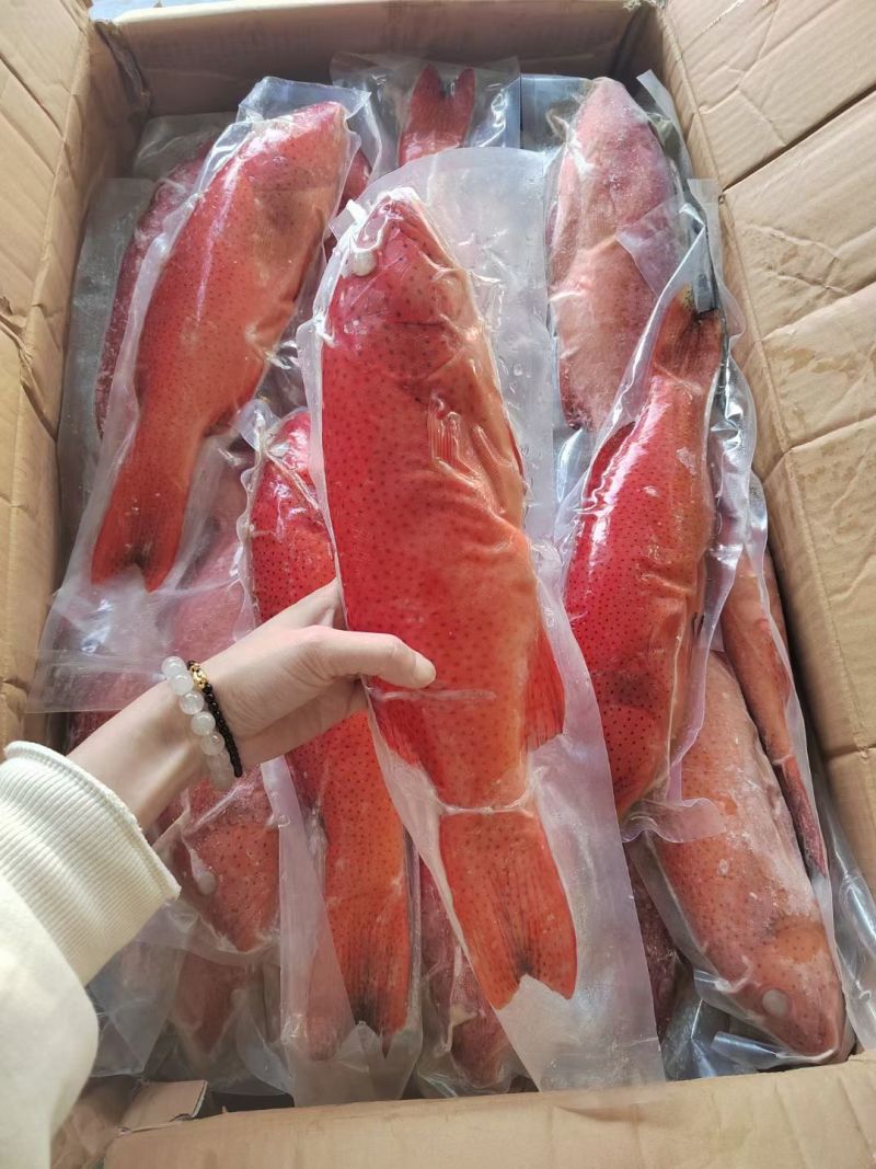 新鲜东星斑鱼鲜活冷冻深海东星斑规格齐全海鲜水产