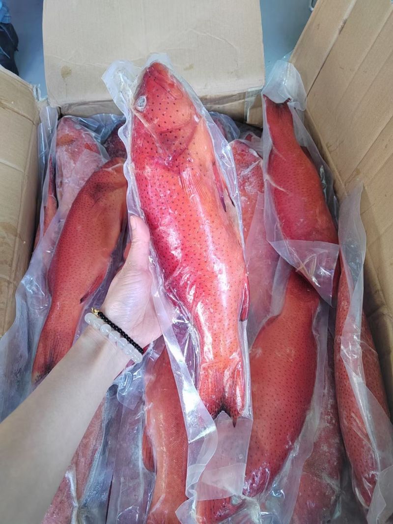 新鲜东星斑鱼鲜活冷冻深海东星斑规格齐全海鲜水产