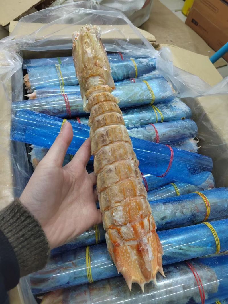 巨大皮皮虾泰国富贵虾特大号手臂濑尿虾鲜活速冻冷冻水产超大