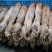 巨大皮皮虾泰国富贵虾特大号手臂濑尿虾鲜活速冻冷冻水产超大
