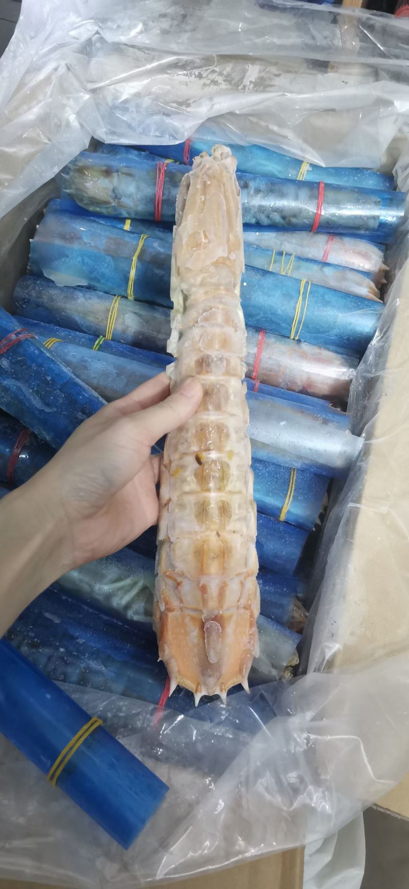 巨大皮皮虾泰国富贵虾特大号手臂濑尿虾鲜活速冻冷冻水产超大