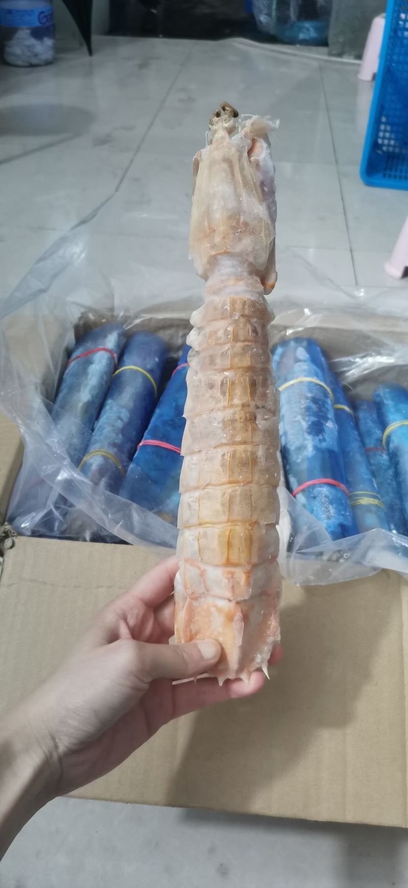 巨大皮皮虾泰国富贵虾特大号手臂濑尿虾鲜活速冻冷冻水产超大
