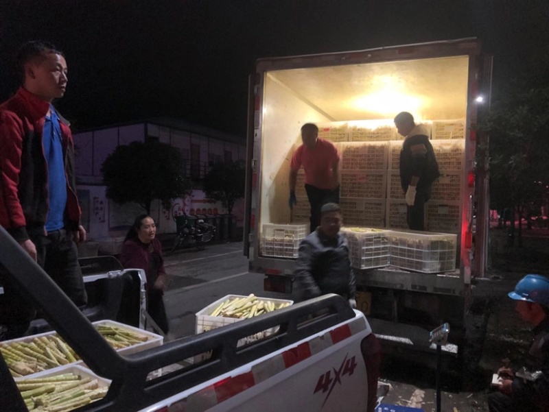 新鲜方竹笋带壳笋去壳笋产地直发