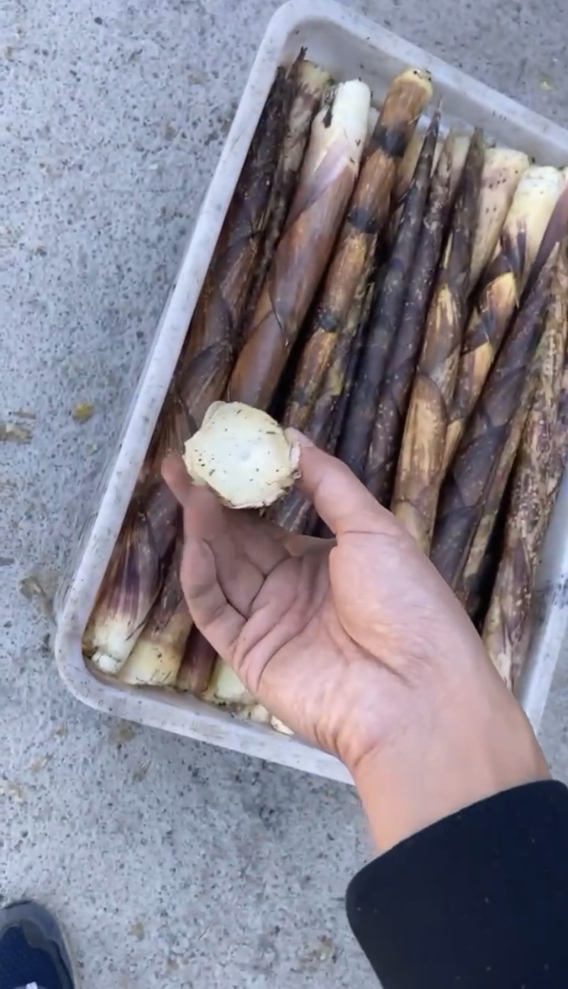 新鲜方竹笋带壳笋去壳笋产地直发