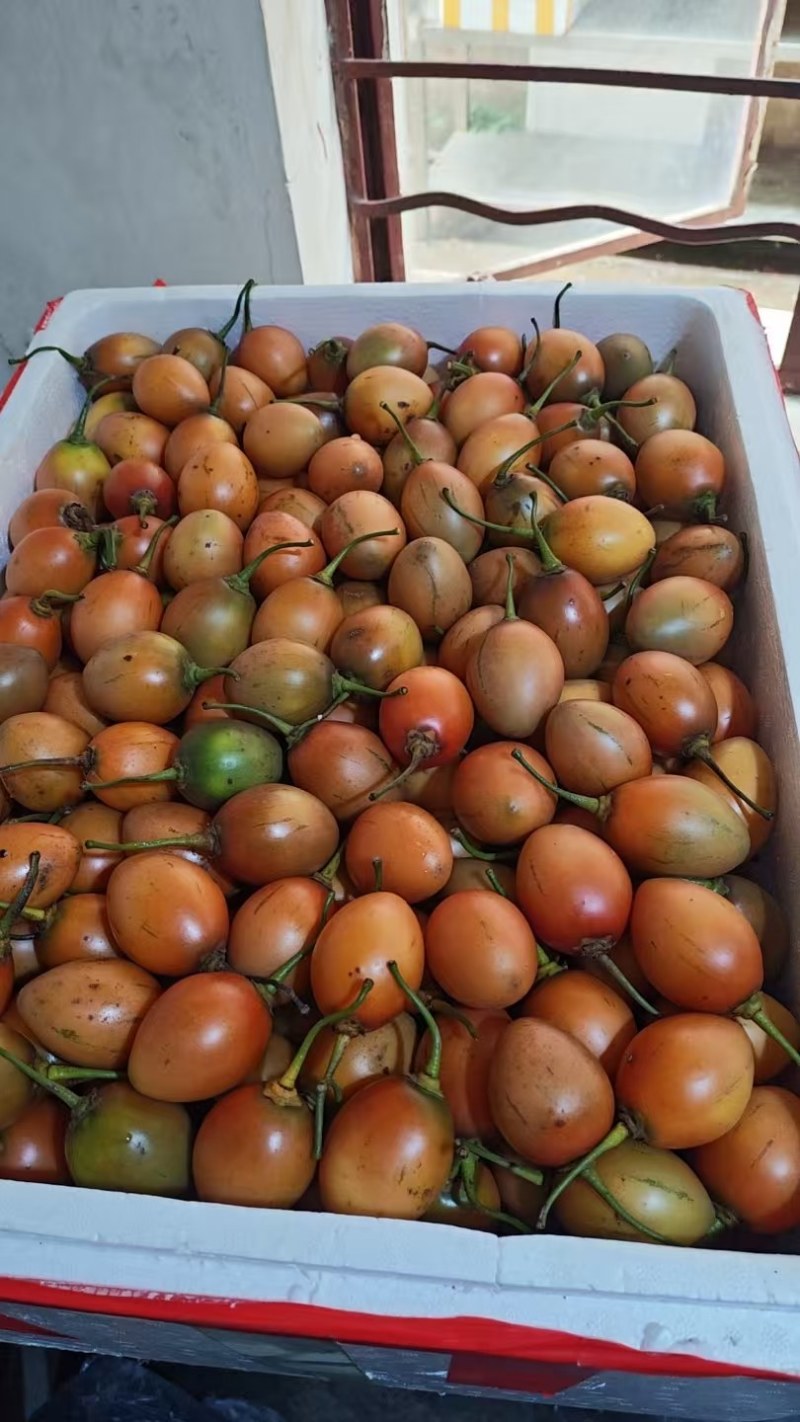 云南树番茄大量上市种