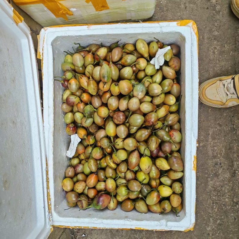 云南树番茄大量上市种