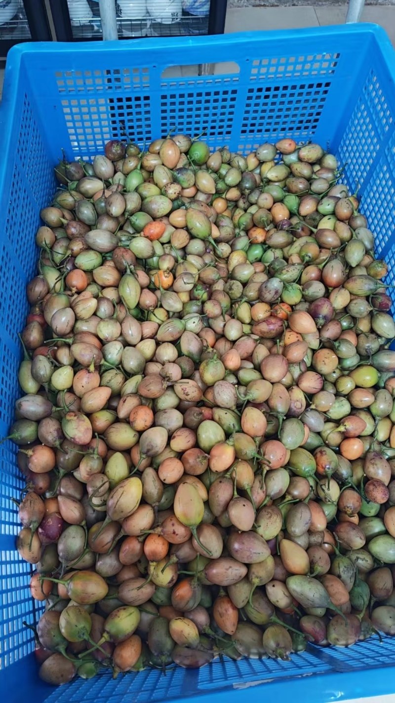 云南树番茄大量上市种