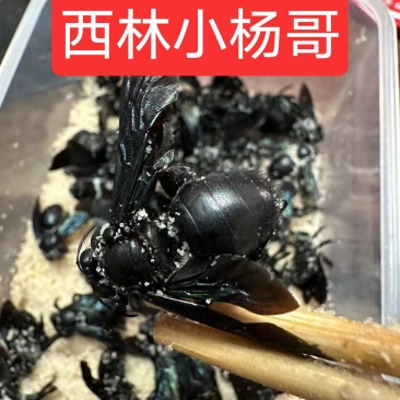 广西广东竹筒蜂，个头大