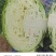 四川成都扁包菜春福来扁包菜奥奇娜大量供应产地直销