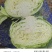 四川包菜奥奇娜金丰一号韩将军包菜扁包菜春福来