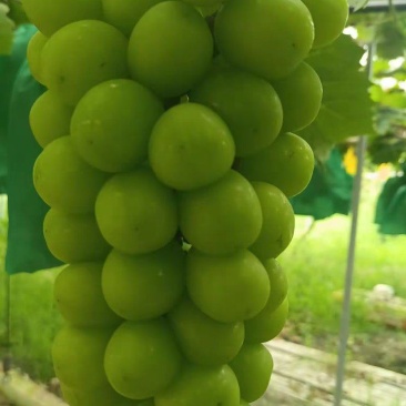 阳光玫瑰