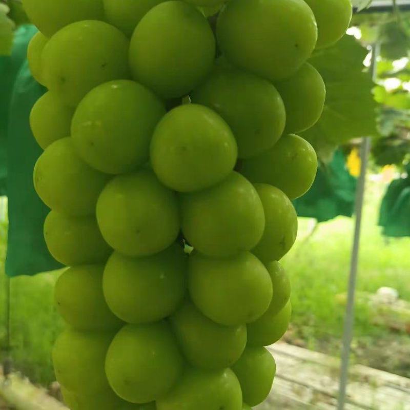阳光玫瑰