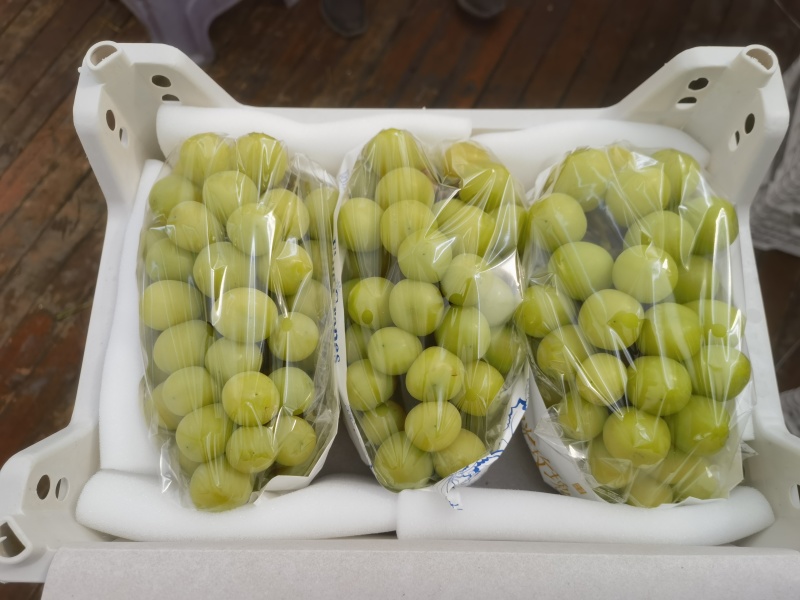 阳光玫瑰
