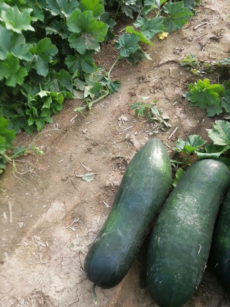 黑皮地冬瓜